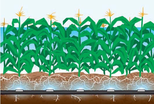 subsurface-irrigation-corn.jpg